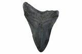 Fossil Megalodon Tooth - South Carolina #362185-1